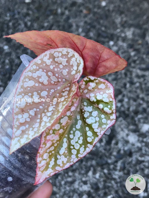 Image of a Begonia Snow Capped Variegated