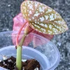 Image of a Begonia Snow Capped Variegated