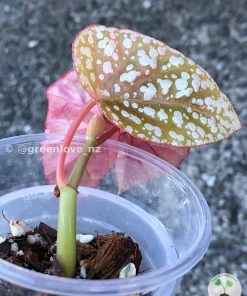 Image of a Begonia Snow Capped Variegated
