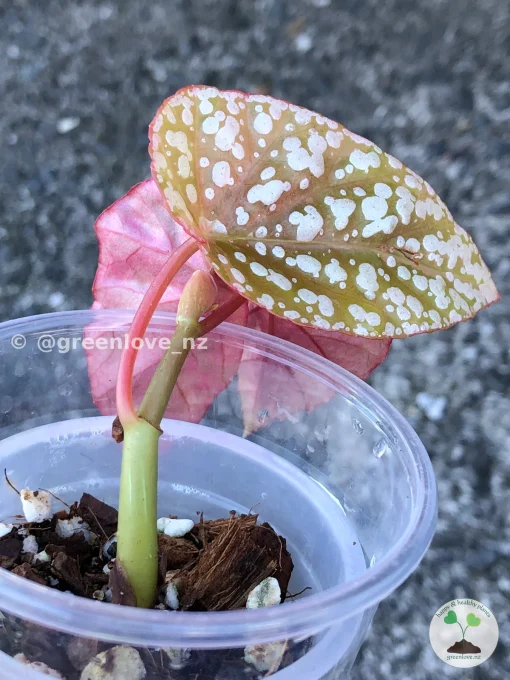 Image of a Begonia Snow Capped Variegated
