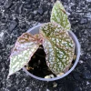 Begonia Snow Capped Variegated