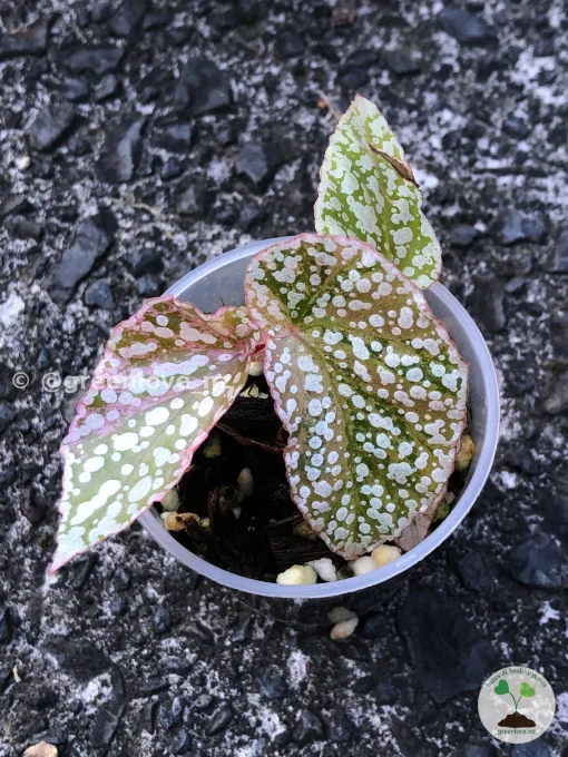 Begonia Snow Capped Variegated