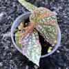 Begonia Snow Capped Variegated
