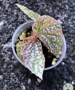 Begonia Snow Capped Variegated