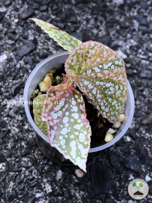 Begonia Snow Capped Variegated