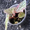 Begonia Snow Capped Variegated