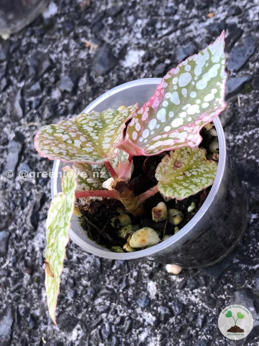 Begonia Snow Capped Variegated