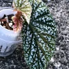 Image of a Begonia Snow Capped Variegated