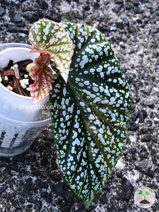 Image of a Begonia Snow Capped Variegated