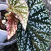 Image of a Begonia Snow Capped Variegated