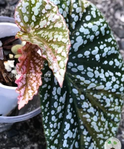 Image of a Begonia Snow Capped Variegated
