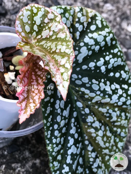 Image of a Begonia Snow Capped Variegated