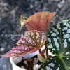 Image of a Begonia Snow Capped Variegated