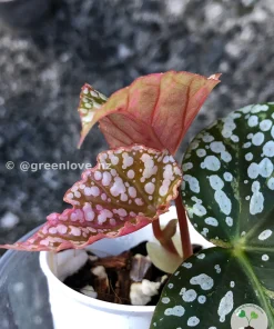 Image of a Begonia Snow Capped Variegated