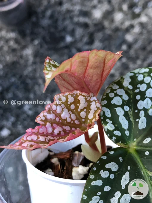Image of a Begonia Snow Capped Variegated