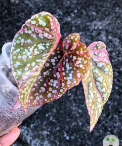 Image of a Begonia Snow Capped Variegated
