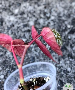 Image of a Begonia Snow Capped Variegated