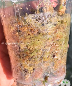 Image of a Variegated Alocasia Frydek roots