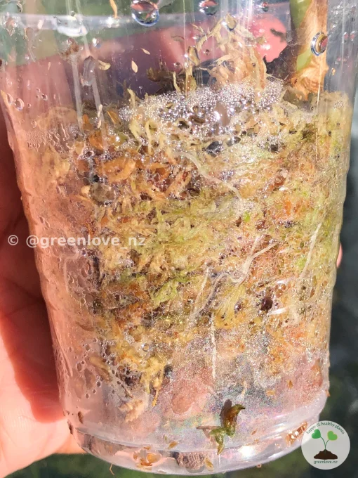 Image of a Variegated Alocasia Frydek roots