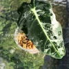 Image of a Variegated Alocasia Frydek