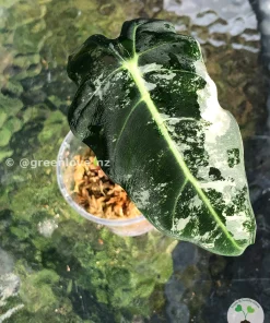 Image of a Variegated Alocasia Frydek