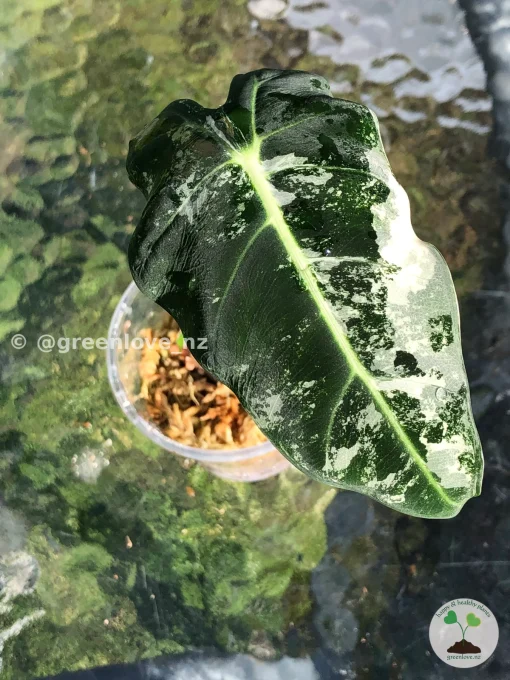 Image of a Variegated Alocasia Frydek