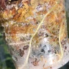 Image of a Variegated Alocasia Frydek roots