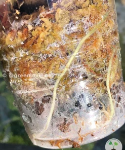 Image of a Variegated Alocasia Frydek roots