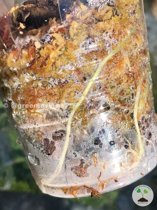 Image of a Variegated Alocasia Frydek roots