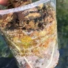 Image of a Variegated Alocasia Frydek roots
