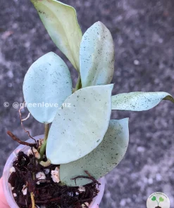 Image of a Hoya Lacunosa 'Mint Coin'