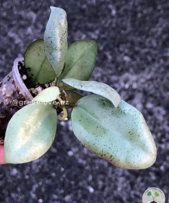 Image of a Hoya Lacunosa 'Mint Coin'