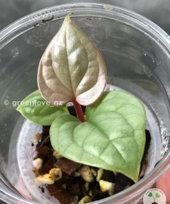 Non TC Anthurium Luxurians
