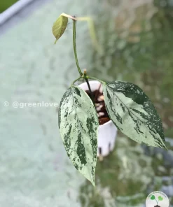 Image of Rare Hoya Coriacea Silver