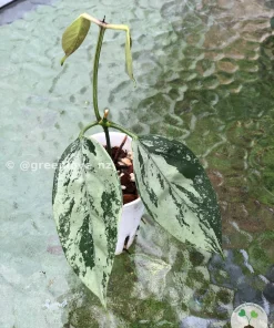 Image of a beautiful Hoya Coriacea 'Silver'