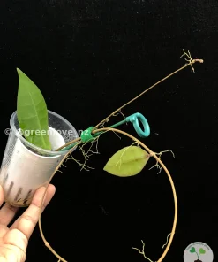 Image of a Highly rare Hoya lambii (King)