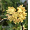 Image of a Hoya lambii bloom from @greenlove_nz