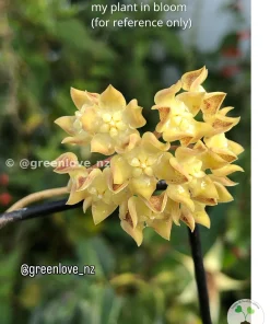 Image of a Hoya lambii bloom from @greenlove_nz