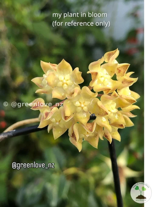 Image of a Hoya lambii bloom from @greenlove_nz