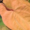 Image of an Anthurium RDVP Mint