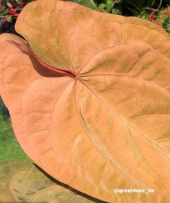 Image of an Anthurium RDVP Mint