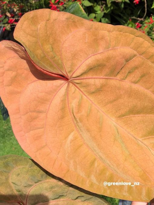 Image of an Anthurium RDVP Mint