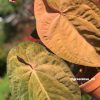 Image of an Anthurium RDVP Mint