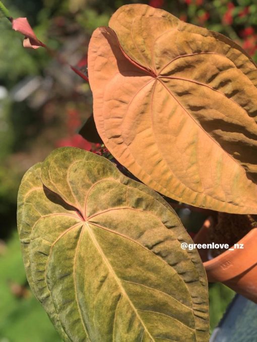 Image of an Anthurium RDVP Mint