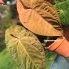 Image of an Anthurium RDVP Mint