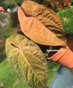 Image of an Anthurium RDVP Mint