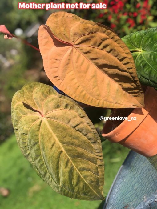 Image of an Anthurium RDVP Mint