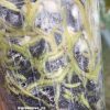 Image of an Anthurium RDVP Mint roots