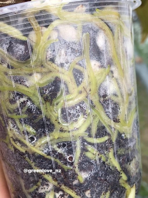 Image of an Anthurium RDVP Mint roots