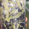 Image of an Anthurium RDVP Mint roots